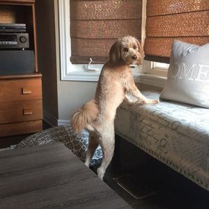 Meet your Posher, Elayna